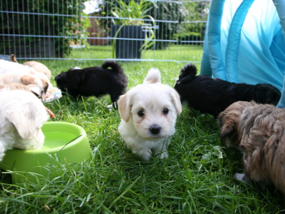 Bichon Havanais hvalpe hos Kennel Miki Nanoq